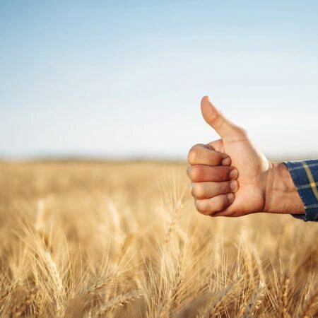 A close-up of a hand giving a thumbs-up gesture in the middle of a golden wheat field under a clear blue sky, symbolizing successful farming or a good harvest.