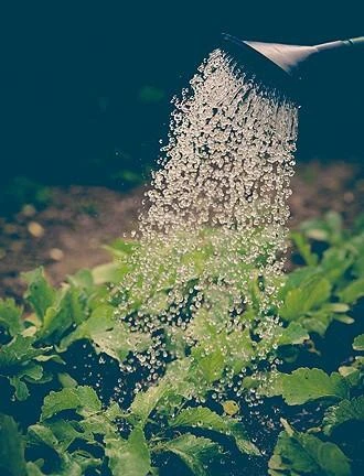 Close-up of a watering can sprinkling water over green leafy vegetable plants in a garden bed, with droplets visibly falling onto the soil and leaves.