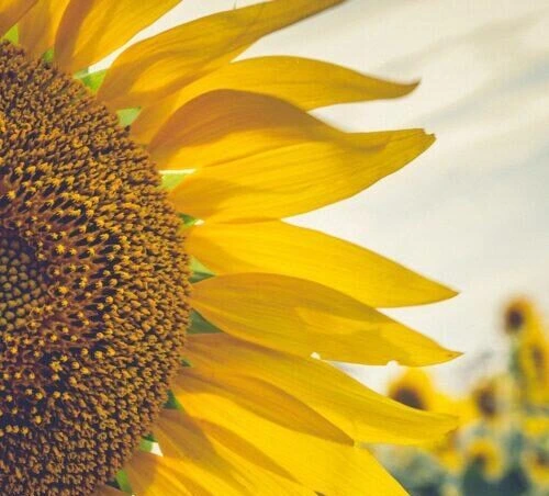 Close-up of harvested sunflower seeds, a valuable agricultural commodity, widely used for oil production and food processing.