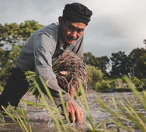 An elderly farmer planting rice seedlings in a wet paddy field, holding a bunch of young rice plants in one hand and bending down to plant with the other, surrounded by greenery and trees under a cloudy sky.
