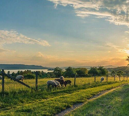 A scenic rural landscape during sunset with grazing sheep in a green pasture, a wooden fence running alongside a dirt path, and a lake and hills in the background under a partly cloudy sky.