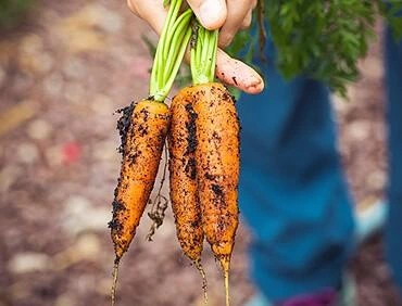 Freshly harvested carrots with green tops, laid out in bunches, representing agricultural produce and farm-to-market vegetable commodities.