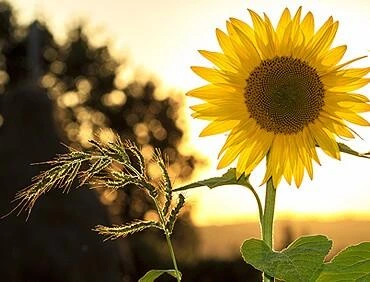 A close-up view of sunflower seeds, representing agricultural commodities.